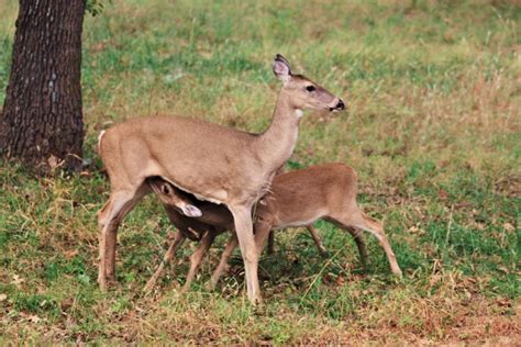 White Tail Deer Nursing Fawns Free Stock Photo - Public Domain Pictures