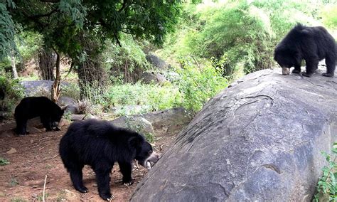 Bannerghatta National Park Safari, Timings, Entry fee | Bangalore Zoo