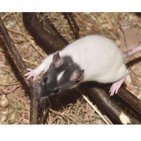 The Best Bedding For Your Pet Rat - Safe And Cheap! - Rodent Friends