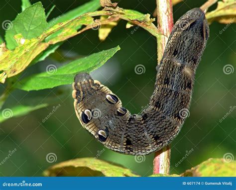 Caterpillar Of Butterfly Deilephila Elpenor On Chamaenerion Angustifolium. Stock Photo - Image ...