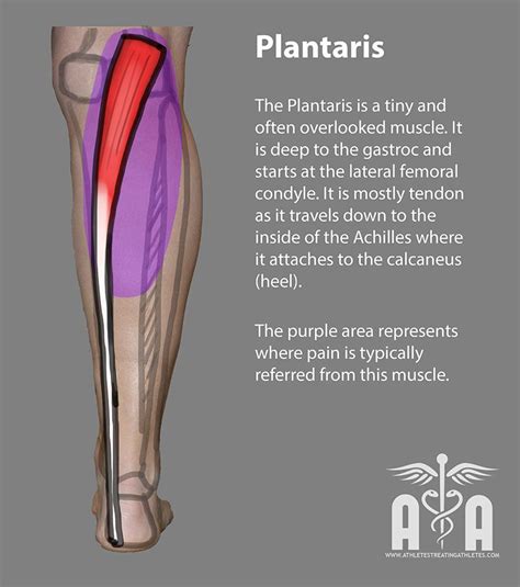 plantaris anatomy | Muscle, Achilles, Deep