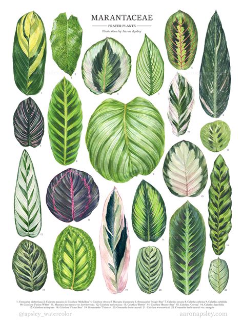 Watercolor Calathea Species Poster on Behance | Plants, House plants ...