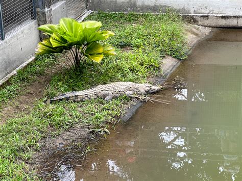 Philippine Crocodile Conservation Center: A Sanctuary for the Philippine Crocodile - Tara Lets ...