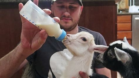 Bottle Feeding Goats Chart