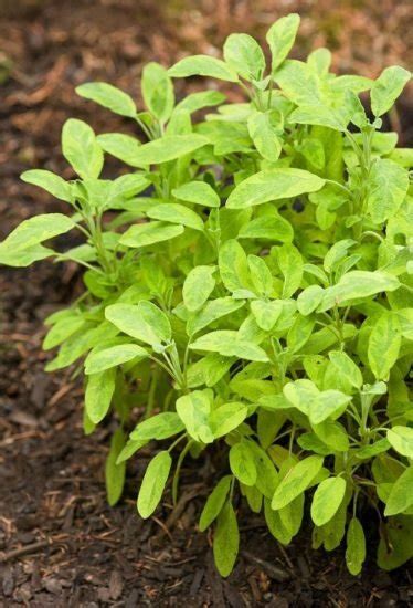 16 Best Types of Sage Varieties to Grow in Your Garden