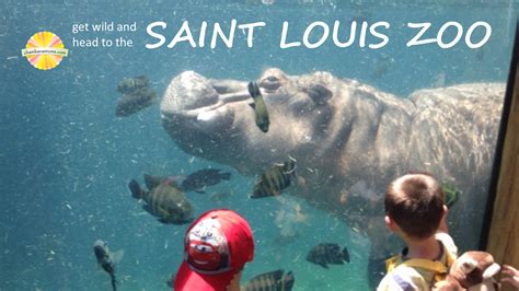 St Louis Zoo Admission Cost | Paul Smith