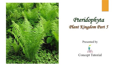 Pteridophyta Examples