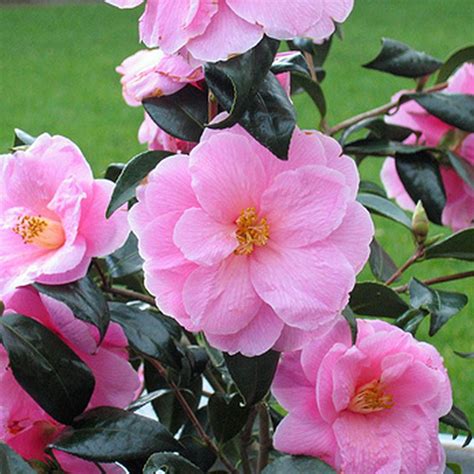 3 X CAMELLIA WILLIAMSII 'DONATION' BUSHY EVERGREEN SHRUB HARDY PLANT IN POT | eBay