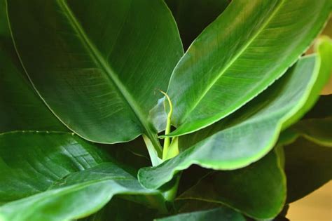 Banana Tree Care » Tips to Keep it Happy & Healthy