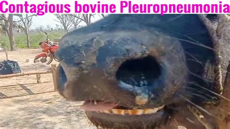 Learn About Contagious Bovine Pleuropneumonia and Mycoplasma Symptoms | Dr ikram - YouTube