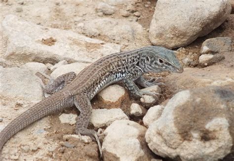 A Northern Whiptail Lizard in the Grand Canyon