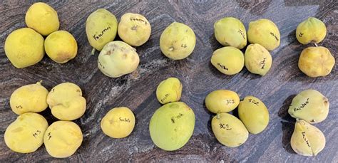 Gardening : A tasting of ten white sapote cultivars