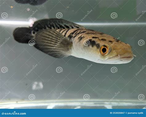 Channa Maru Yellow Sentarum - Indonesia Endemics Snakehead Predator Fish Stock Image ...