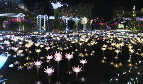 Ashikaga Flower Park Winter Illumination | Best Flower Site