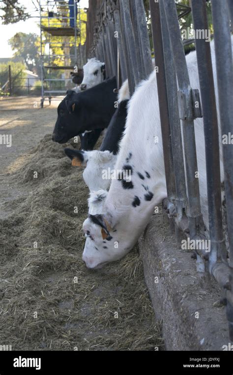 cattle rearing : rearing cows in a cattleshed Stock Photo - Alamy