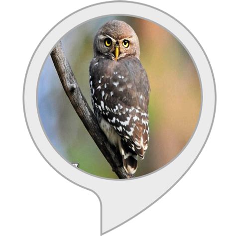 Amazon.in: Forest Owlet Facts : Alexa Skills