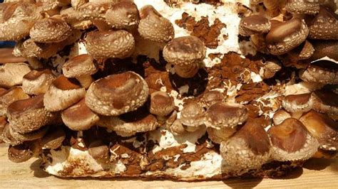 Learn How to Grow Mushrooms Indoors | Indoor Gardening