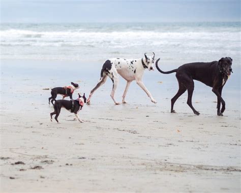 Best Dog Beaches in San Diego • Maggielovesorbit.com