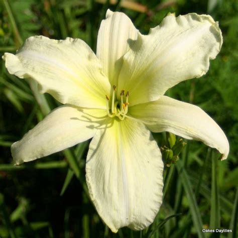 JOLLY WHITE GIANT - Oakes Daylilies