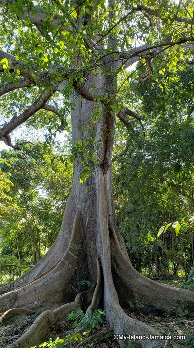 The Jamaican Cotton Tree | Its Mystique and Wonder Explored|!