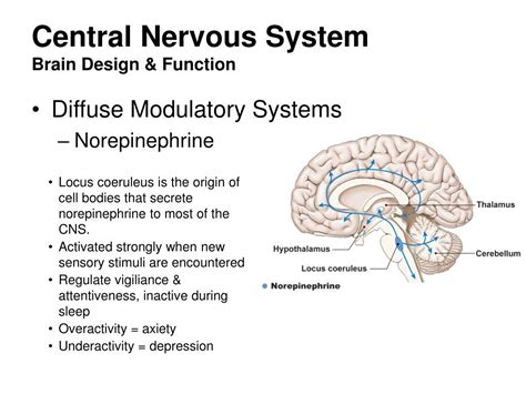 PPT - Central Nervous System PowerPoint Presentation, free download ...