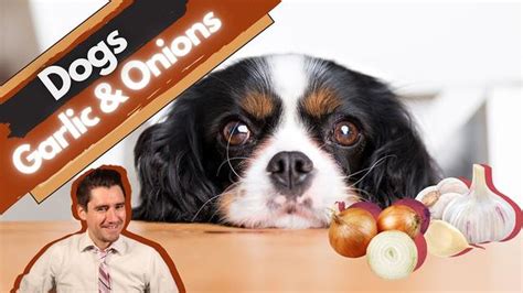 Timeline of Onion Poisoning in Dogs: Symptoms, Treatment, and Recovery