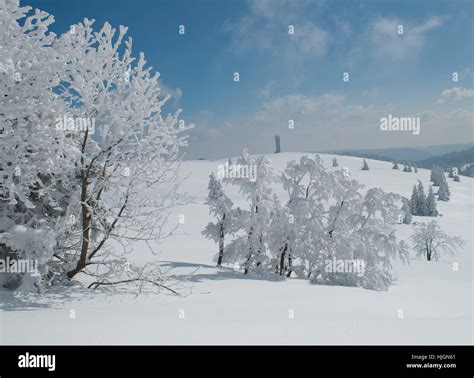 snow in the black forest Stock Photo - Alamy