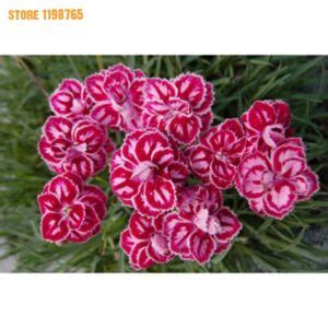 Dianthus Flower Seeds 200pcs Easy Grow Variety - BestSeedsOnline.com - Free Shipping Worldwide