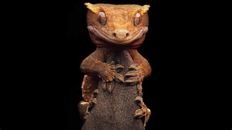 Download Lizard Animal Gecko HD Wallpaper