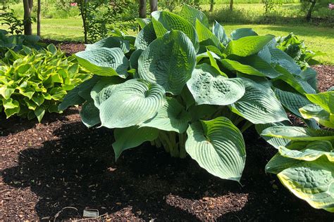 Planting Hostas (A Popular Shade Garden Perennial) - Geeky Greenhouse