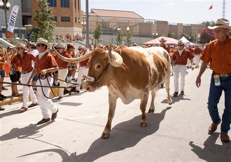 Texas Longhorns beloved mascot Bevo: See photos through the years