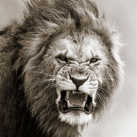 Lions Face Roaring