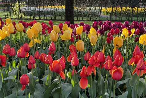 Keukenhof Park Map 2024 - Tulip Festival Amsterdam