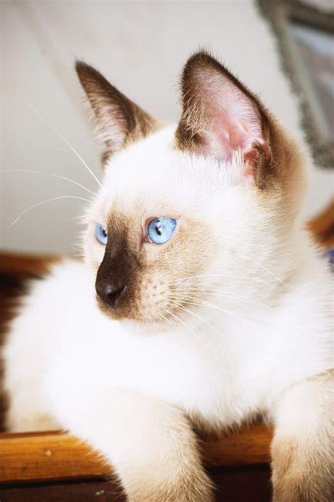 Known for having vivid blue eyes and a creamy coat, Siamese cats have | Siamese Cat Facts ...