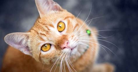 20 Kitty Facts about the Orange Tabby Cat - We Love Cats and Kittens