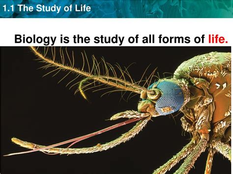 PPT - Biology is the study of all forms of life. PowerPoint ...