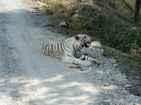 White Tiger Safari Rewa - 2020 What to Know Before You Go (with Photos) - Tripadvisor