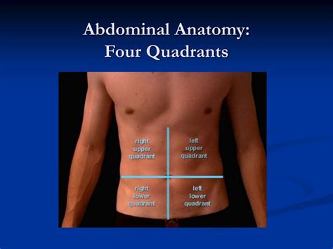 anatomy left upper quadrant
