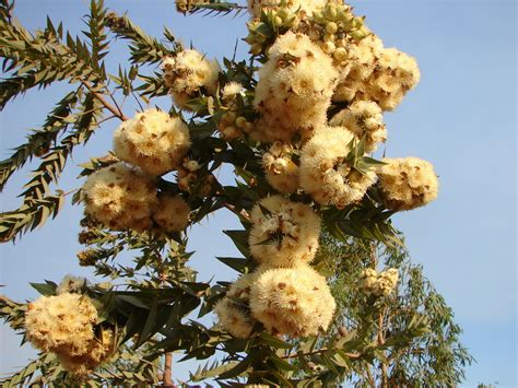 The Plants - Great Sandy Desert