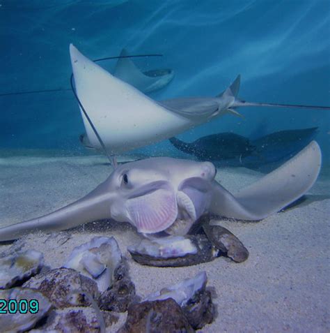 Cownose Ray in Virginia Beach Aquarium | Taking underwater p… | Flickr