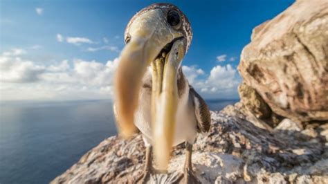 A Caribbean island once ruled by rats is now a wildlife haven | CNN