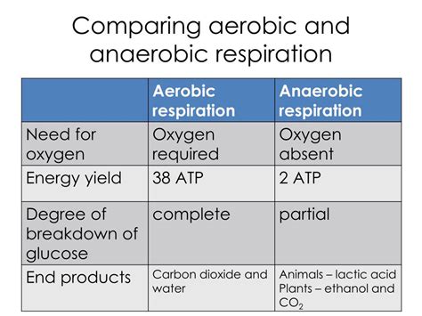 PPT - Aerobic and Anaerobic Respiration PowerPoint Presentation, free ...