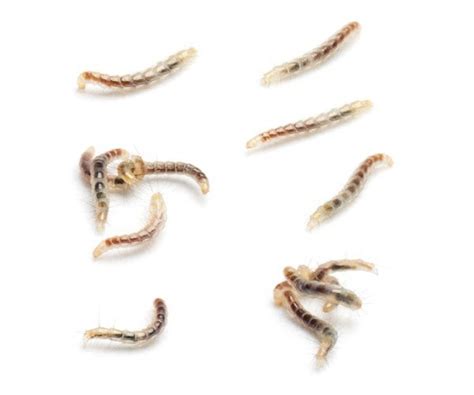 Fleas and Flea Control | Pestxpert NZ