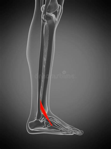 Peroneus tertius stock illustration. Illustration of medical - 168622995