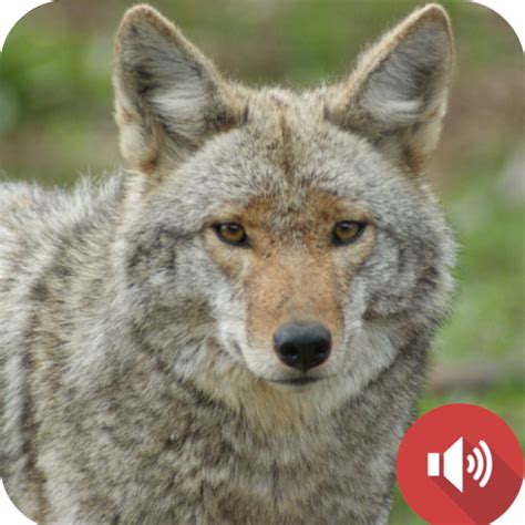 Coyote Sounds - Apps on Google Play