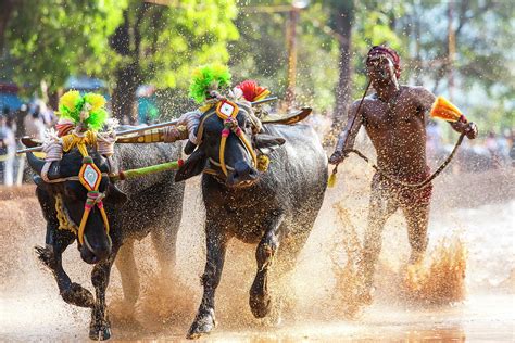 Kambala, Traditional Buffalo Racing Photograph by Peter Adams