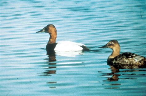 20+ Canvasback duck free images