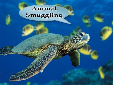 Animal smuggling