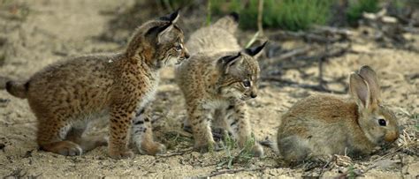 7 Things You Didn't Know About The Iberian Lynx