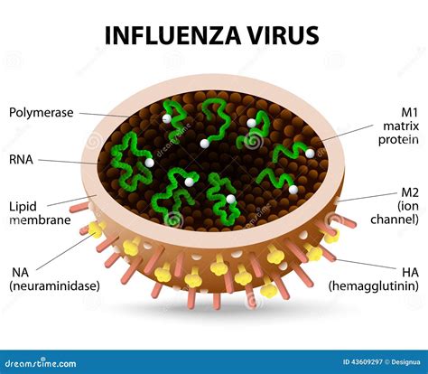 Influenza Virus. Stock Vector - Image: 43609297